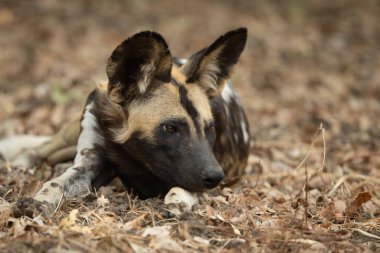 Afrikalı vahşi köpek baş aşağı yatıyor.