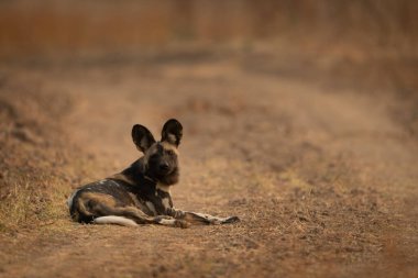 Afrikalı vahşi köpek çimenlik yolu tıkıyor