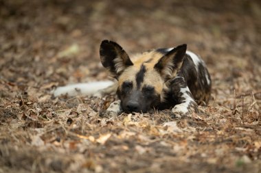 Afrikalı vahşi köpek yaprakların üzerinde uyuyor.