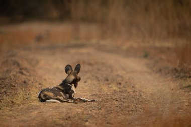 Afrika vahşi köpeği çimenli yolu kapatıyor