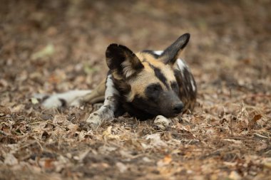 Afrika vahşi köpeği yaprak yığınında yatıyor.