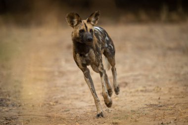 Afrika vahşi köpeği kumu aşıyor