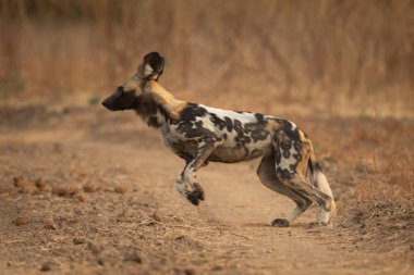 Afrikalı vahşi köpek kumlu yolda zıplıyor