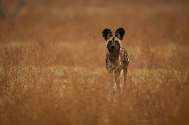 Kameraya bakan çalılıklardaki vahşi Afrika köpeği.