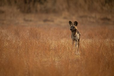 Afrika vahşi köpeği kameraya bakıyor çalılıklarda