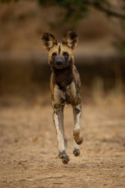 Afrika vahşi köpeği kameraya doğru kumu geçiyor