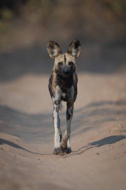 Afrika vahşi köpeği kameraya doğru kumu geçiyor