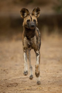 Afrika vahşi köpeği kameraya doğru kumu geçiyor