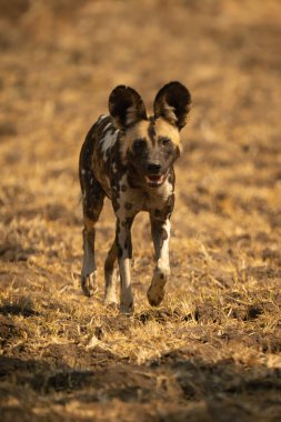 Afrika vahşi köpeği güneş ışığında çimenleri geçiyor