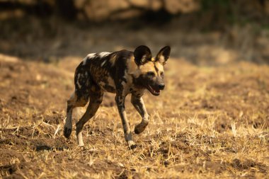 Afrika yaban köpeği çimleri aşar ve ön ayaklarını kaldırır.