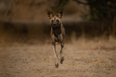 Afrika vahşi köpeği kumdan kameraya geçer