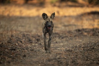 Afrika vahşi köpeği kameraya gölgede yaklaşıyor