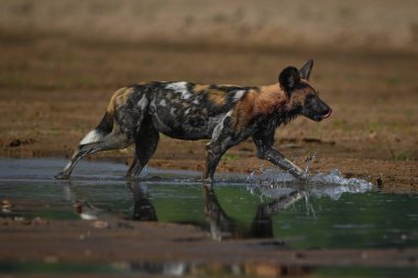 Afrika vahşi köpeği nehirden geçip dudaklarını yalıyor.