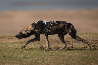 Afrika vahşi köpeği başını eğerek otları geçiyor.