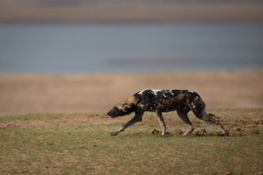 Afrika vahşi köpeği otları aşar düzleşen kulakları