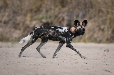 Afrika vahşi köpeği plajı geçer başını çevirir.