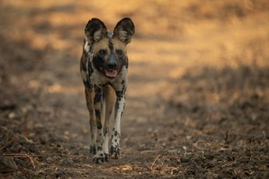 Afrika 'nın vahşi köpeği haç kaldırıyor.