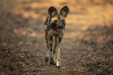 Afrikalı vahşi köpek kameraya yaklaşır ve ağzını açar.