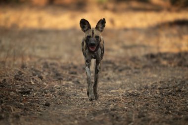 Afrika vahşi köpeği kameraya yaklaşır ve ağzını açar.