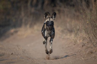 Afrikalı vahşi köpek kumlu yolda ilerliyor.