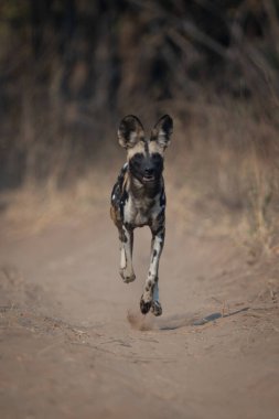 Afrikalı vahşi köpek kumlu yolda zıplıyor