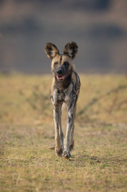 Afrika vahşi köpeği çimlerin üzerinden kameraya yaklaşıyor