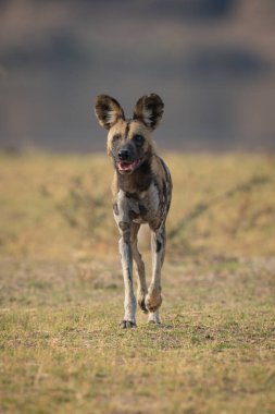 Afrika vahşi köpeği çimlerin üzerinden kameraya yaklaşıyor