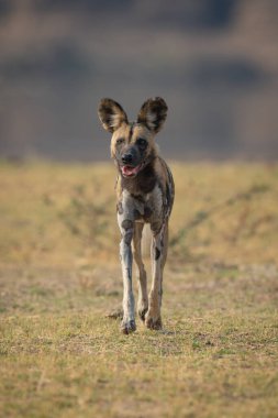 Afrika vahşi köpeği nehir kıyısındaki kameraya yaklaşıyor.
