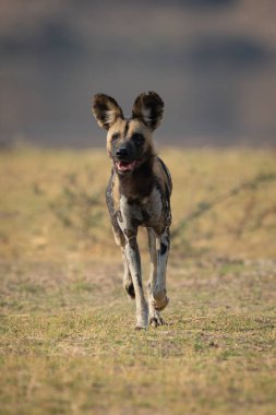 Afrika vahşi köpeği çimlerin üzerinden kameraya yaklaşıyor.
