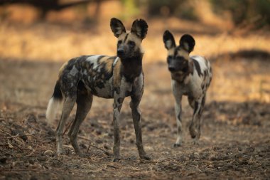 Afrika vahşi köpeği başka bir yöne bakıyor.