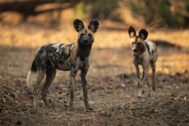 Afrikalı vahşi köpek, gölgede bir diğerine yaklaşıyor.