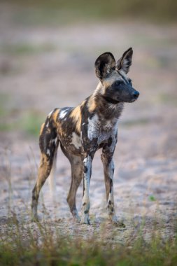 Afrikalı vahşi köpek kumlu nehir kıyısında duruyor
