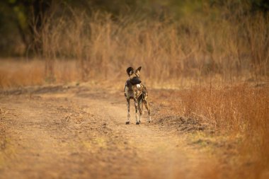 Afrika vahşi köpeği kum yolunda duruyor