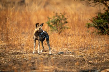 Afrika vahşi köpeği çalılarla çevrili duruyor.