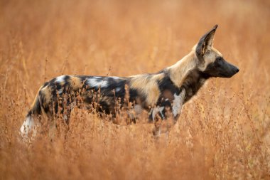 Afrika vahşi köpeği, sık çalıların arasında duruyor.