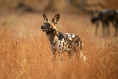 Afrika vahşi köpeği sık çalılıklarda duruyor.