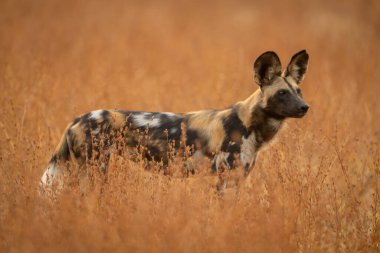 Afrika vahşi köpeği, sık çalıların arasında duruyor.