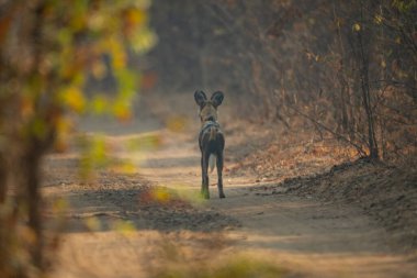 Afrikalı vahşi köpek kumlu yolda duruyor