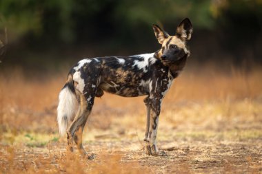 Afrika yaban köpeği arkasını kolluyor.