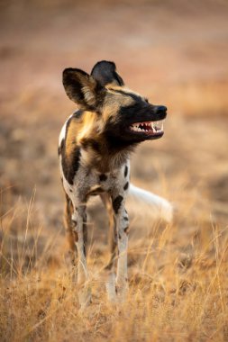 Afrikalı vahşi köpek çimenlerde esniyor