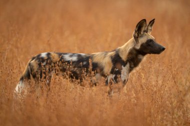 Afrika vahşi köpeği, sık çalıların arasında duruyor.