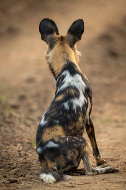 Afrika vahşi köpeği kulakları delik oturur.