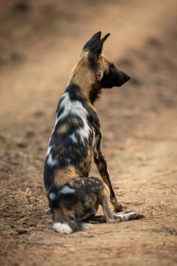 Afrika vahşi köpeği başını sağa çeviriyor.
