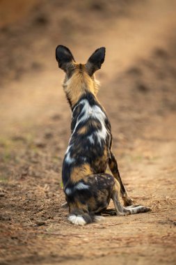 Afrika vahşi köpeği kulakları açık oturur.