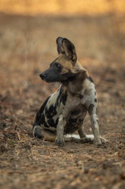 Afrika vahşi köpeği başını sola çevirerek oturur.