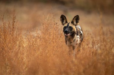 Afrika vahşi köpeği sık çalıların arasında koşar.