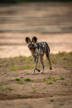 Afrikalı vahşi köpek kumlu nehir kıyısında koşuyor.