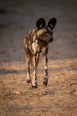 Afrika vahşi köpeği kumlu zeminde koşuyor