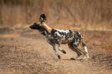 Afrika vahşi köpeği kumlu yolda koşar