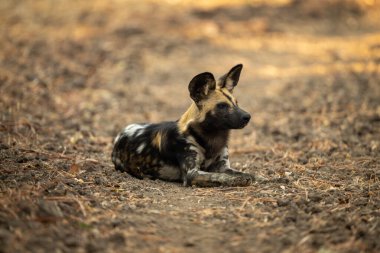 Afrika vahşi köpeği çıplak toprakta yatıyor.